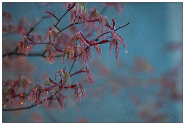 太平山國家森林遊樂區