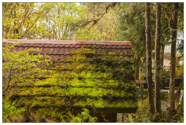 太平山國家森林遊樂區