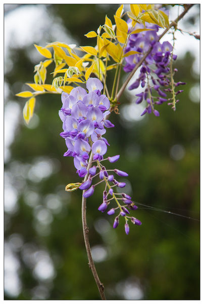 太平山國家森林遊樂區