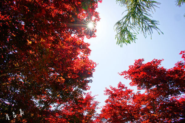 太平山紫葉槭2015