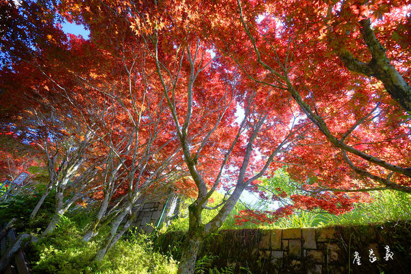 太平山紫葉槭2015
