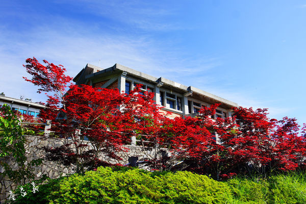 太平山紫葉槭2015