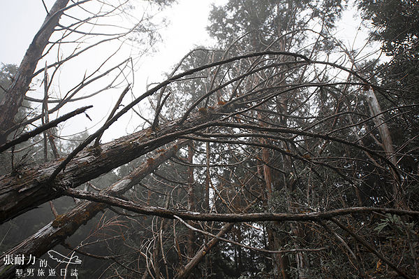 望洋山 林木 拷貝.jpg