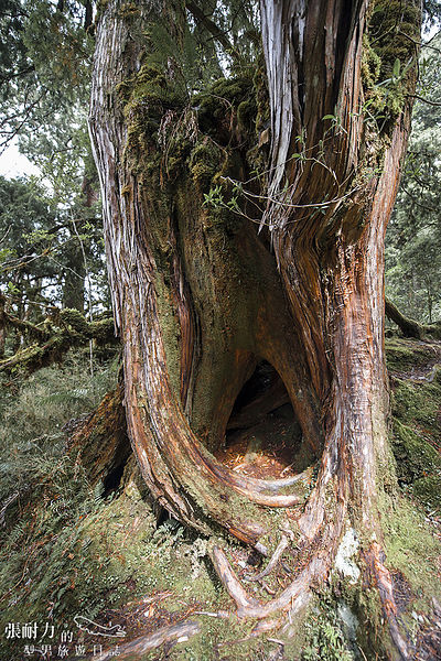 望洋山 吃人樹 拷貝.jpg