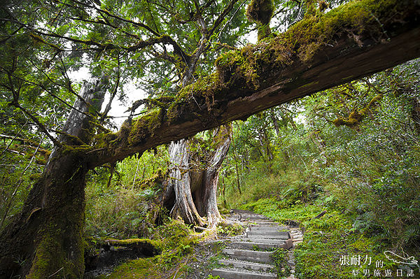 望洋山 林木二 拷貝.jpg