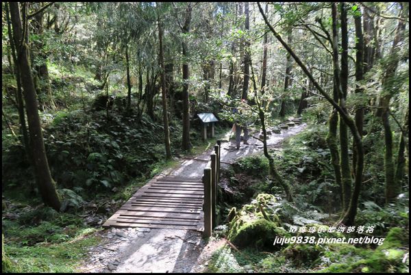 山毛櫸步道59.JPG