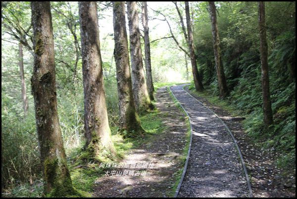 太平山見晴古道42.JPG