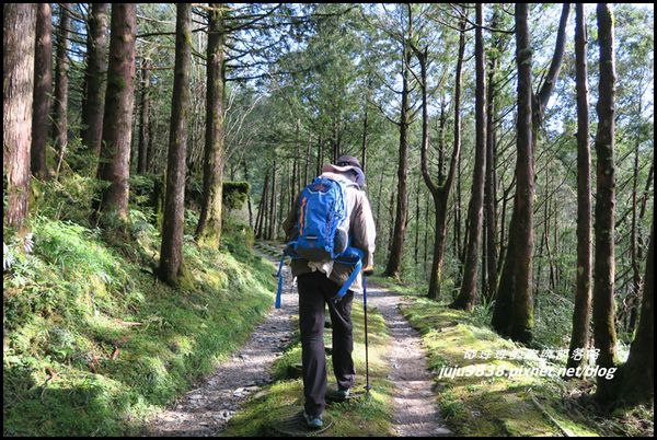 山毛櫸步道55.JPG