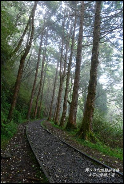 太平山見晴古道46.JPG
