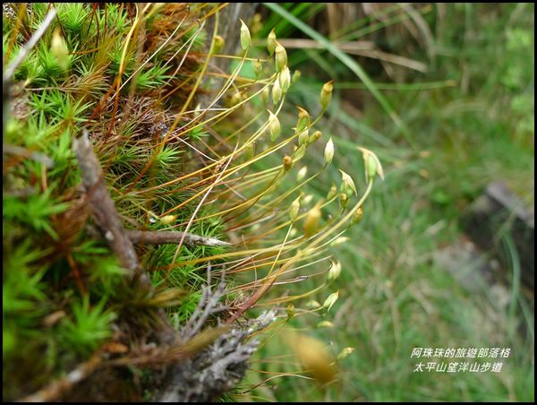 太平山望洋山步道11.JPG