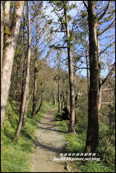 山毛櫸步道12.JPG