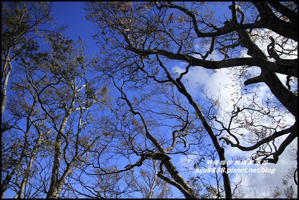 山毛櫸步道20.JPG