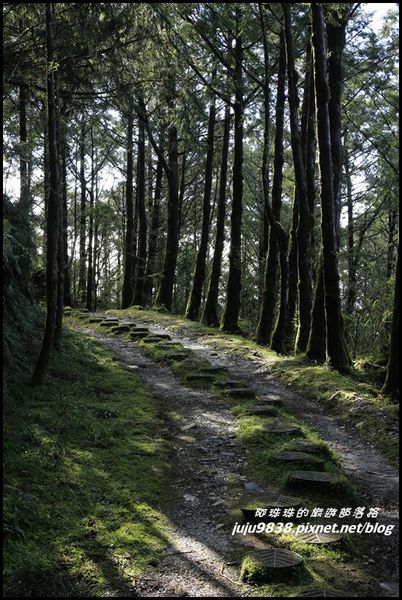 山毛櫸步道11.JPG