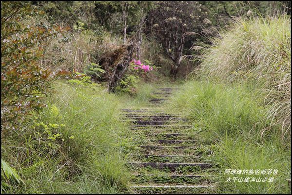 太平山望洋山步道62.JPG