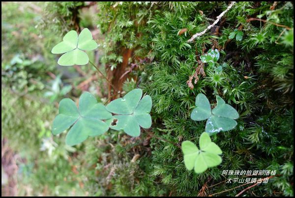 太平山見晴古道71.JPG