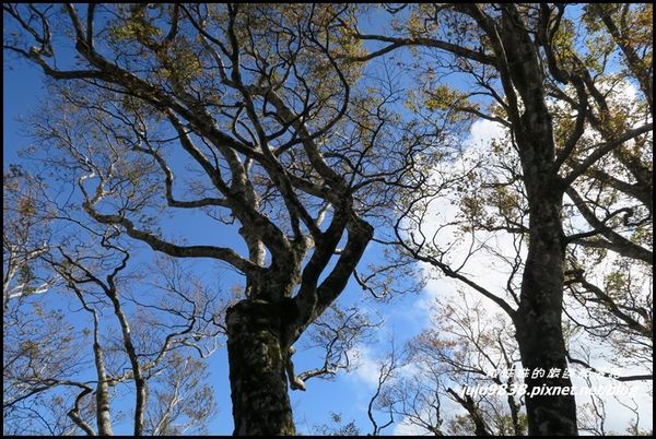 山毛櫸步道75.JPG