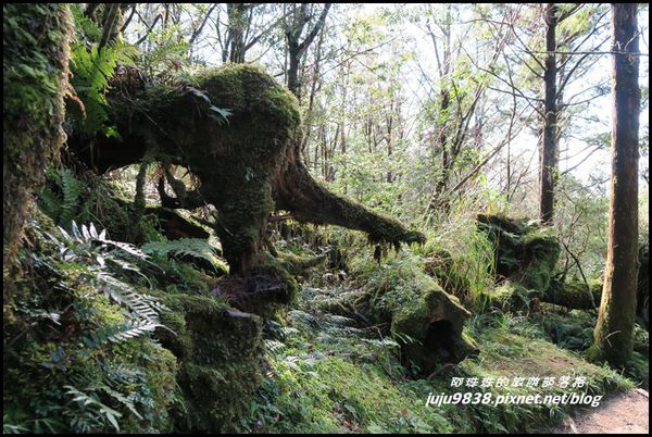 山毛櫸步道63.JPG