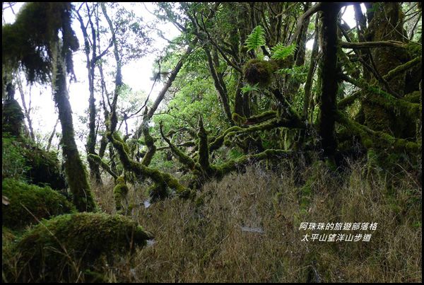 太平山望洋山步道38.JPG