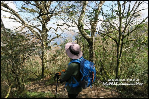 山毛櫸步道89.JPG