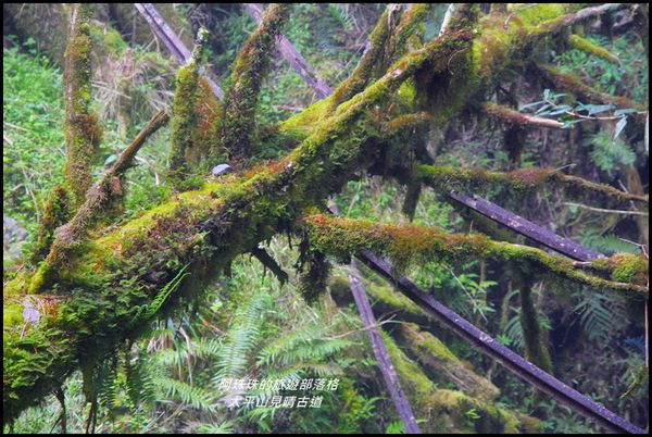 太平山見晴古道27.JPG