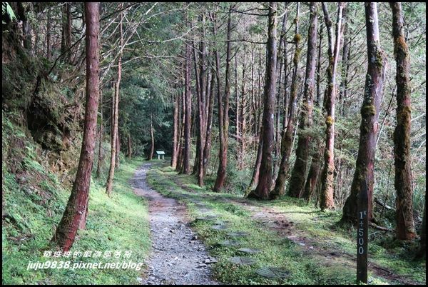 山毛櫸步道56.JPG
