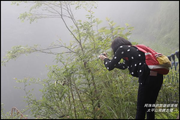 太平山見晴古道31.JPG