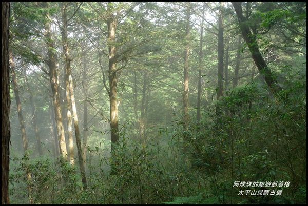 太平山見晴古道47.JPG