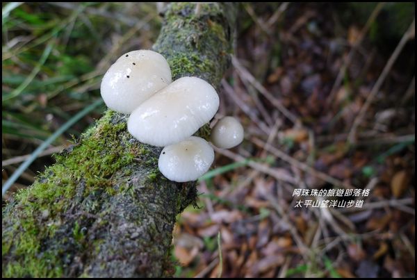太平山望洋山步道40.JPG