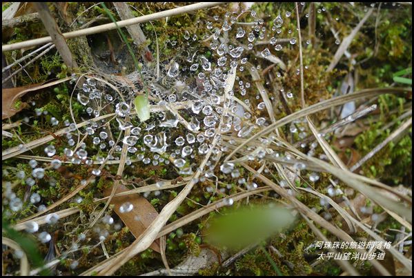太平山望洋山步道46.JPG