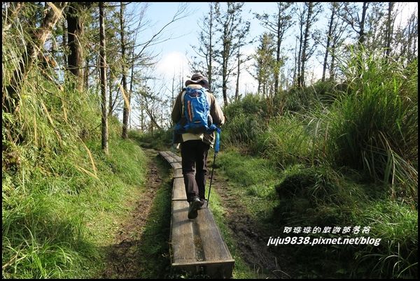 山毛櫸步道61.JPG