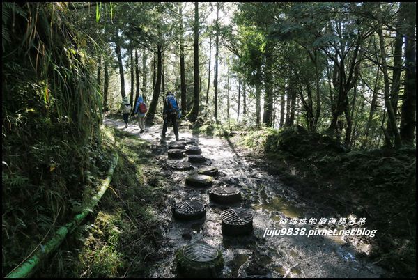 山毛櫸步道50.JPG