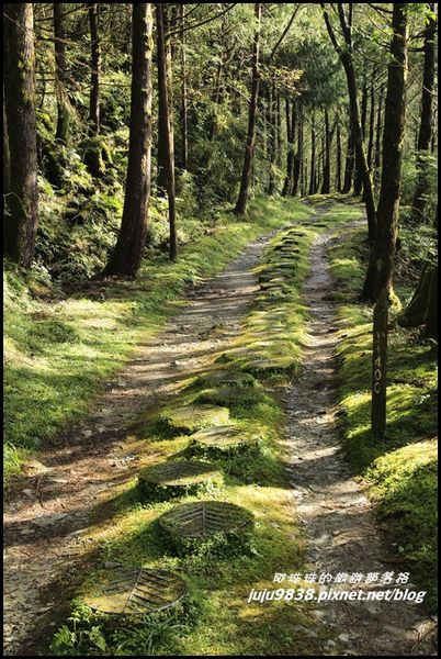 山毛櫸步道9.JPG
