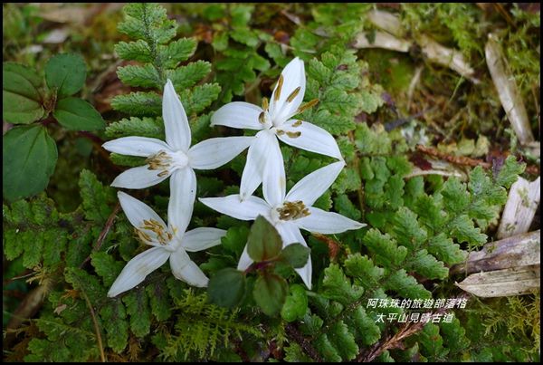 太平山見晴古道45.JPG