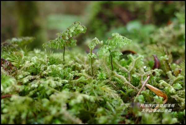 太平山望洋山步道50.JPG
