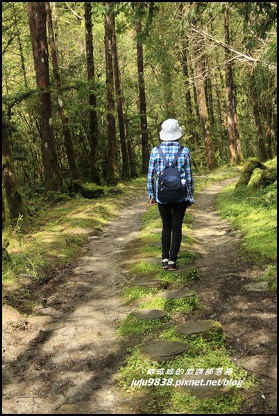 山毛櫸步道26.JPG