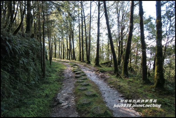 山毛櫸步道58.JPG