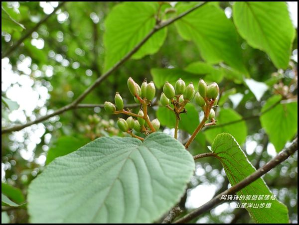 太平山望洋山步道22.JPG