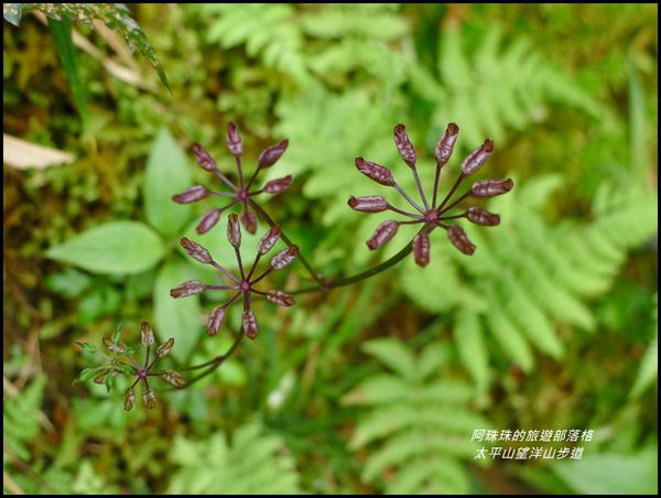 太平山望洋山步道30.JPG