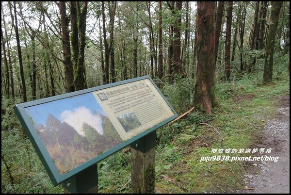 山毛櫸步道105.JPG