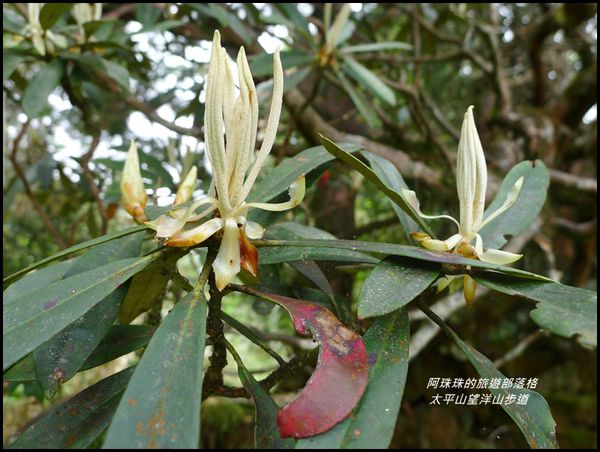 太平山望洋山步道26.JPG