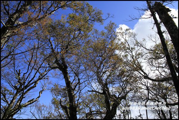 山毛櫸步道18.JPG