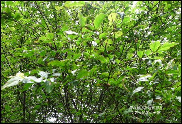 太平山望洋山步道32.JPG