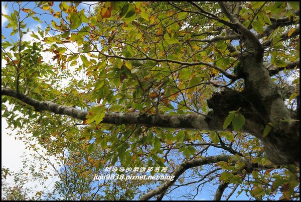 山毛櫸步道98.JPG