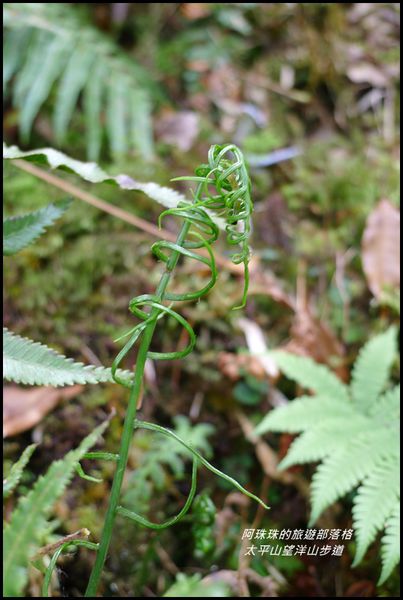 太平山望洋山步道37.JPG