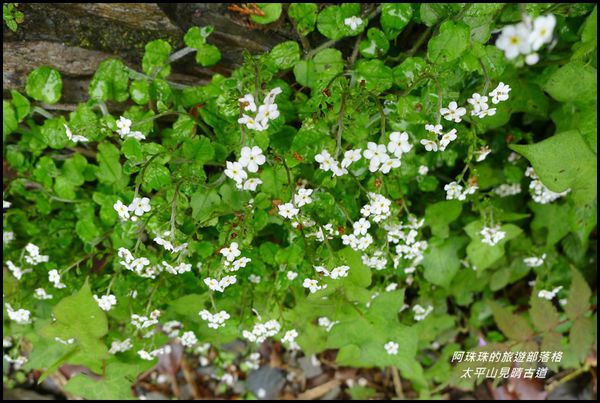 太平山見晴古道68.JPG