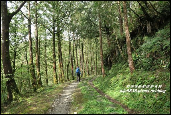 山毛櫸步道104.JPG
