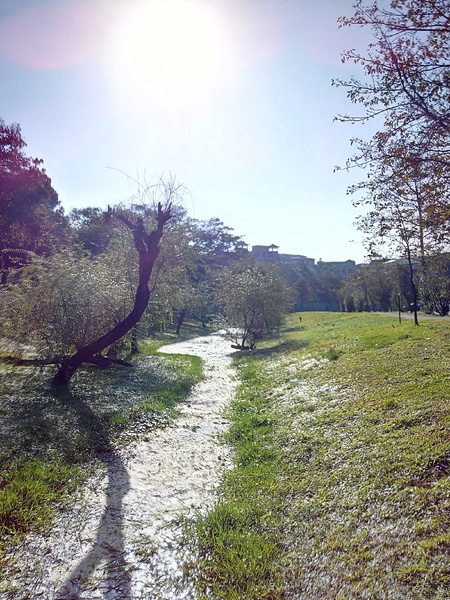巴克禮公園:【東區】巴克禮紀念公園。有著美麗落羽松的塵囂中一隅寧靜