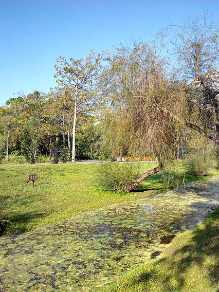 巴克禮公園:【東區】巴克禮紀念公園。有著美麗落羽松的塵囂中一隅寧靜