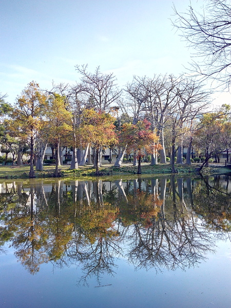 巴克禮公園:【東區】巴克禮紀念公園。有著美麗落羽松的塵囂中一隅寧靜
