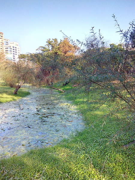 巴克禮公園:【東區】巴克禮紀念公園。有著美麗落羽松的塵囂中一隅寧靜